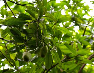 Tuin van Lanna-familie Chiang Mai Thailand