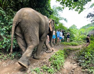 Familie op bezoek bij olifanten Chiang Mai Thailand