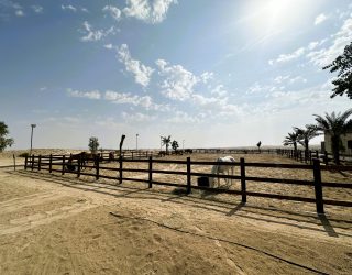 Paarden bij hotel in woestijn Abu Dhabi