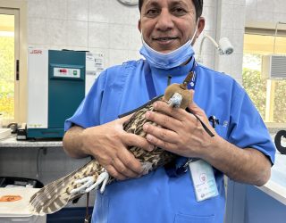 Verzorger met valk in valkhospitaal Abu Dhabi