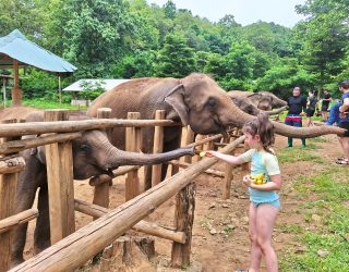 Kind voedert olifanten Chiang Mai Thailand