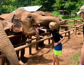 Kind voedert olifanten in Chiang Mai Thailand