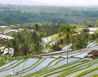 Familie Frantzen bewondert de mooie rijstvelden in Bali