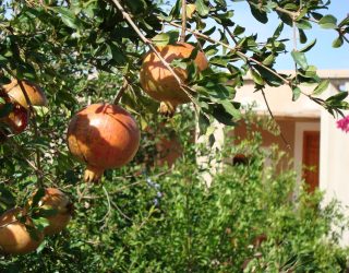 Granaatappel op boerderij in Takerkoust Marokko