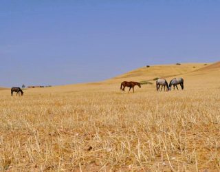 Paarden op de boerderij in Takerkoust Marokko