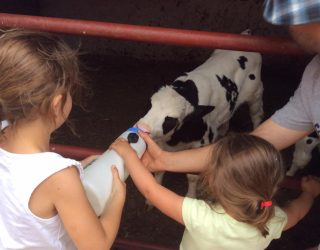 Kinderen voederen kalfje op de boerderij in Takerkoust