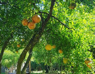 Granaatappelboom op de boerderij bij Takerkoust in Marokko