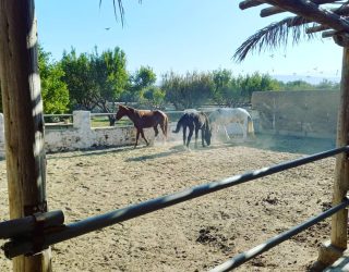 Paarden op de boerderij bij Takerkoust in Marokko