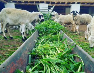 Schapen op de boerderij bij Takerkoust in Marokko