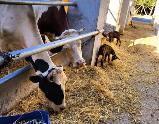 Koeien en geiten op de boerderij bij Takerkoust