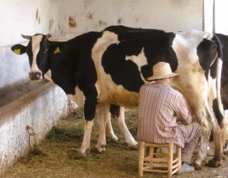 Koe melken op de boerderij bij Takerkoust