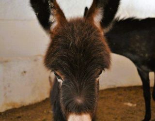 Ezel op boerderij in Takerkoust Marokko