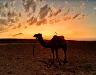 Kameel bij zonsondergang Agafay Marokko