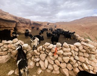 Schapen van berberse nomaden in Marokko