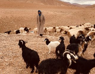 Berberse schapenherder in Marokko