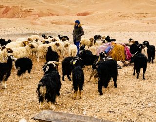 Berber met schapen in Ouarzazate