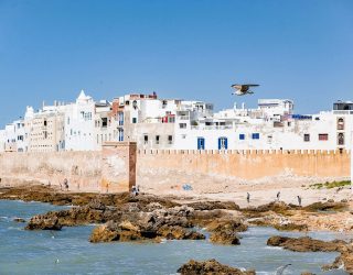 Meeuw vliegt bij Essaouira Marokko