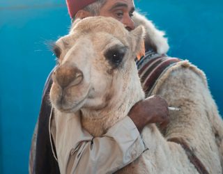 Man knuffelt kameel in Fez