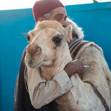 Man knuffelt kameel in Fez