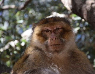 Barbary-aap bij Ifrane Marokko