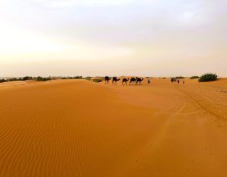 Sahara-woestijn met kamelen.