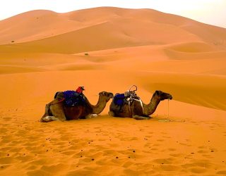 2 kamelen in de Sahara-woestijn.