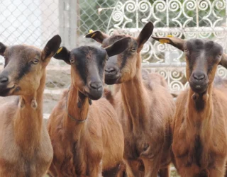 Geiten op boerderij in Marokko