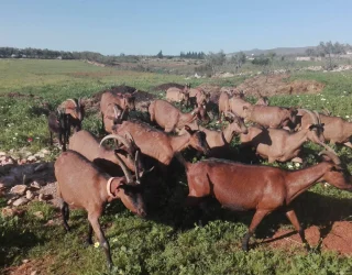 Geiten boerderij in Marokko