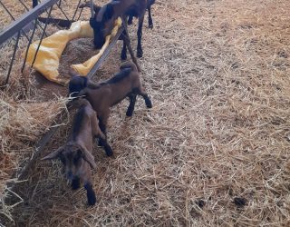 Geitjes op de geitenboerderij Fez