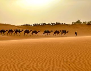 Kamelen wandelen in de Sahara woestijn